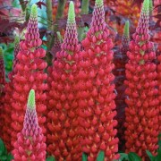  (17/05/2018) Lupinus 'Beefeater' added by Shoot)