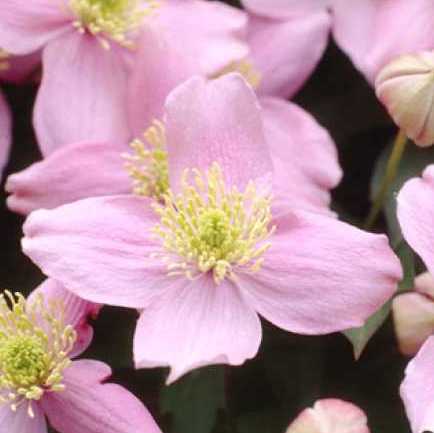 Clematis 'New Dawn'