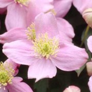  (15/05/2018) Clematis 'New Dawn' added by Shoot)