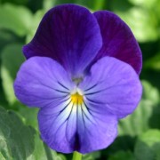  (17/05/2018) Viola 'Midnight' added by Shoot)