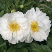  (17/05/2018) Paeonia lactiflora 'Miss America'  added by Shoot)