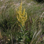  (15/05/2018) Verbascum lychnitis added by Shoot)