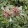  (15/05/2018) Abelia x grandiflora 'Radiance' added by Shoot)