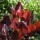  (15/05/2018) Bergenia purpurascens 'Irish Crimson' added by Shoot)