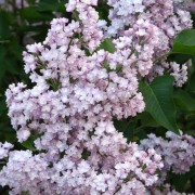  (16/05/2018) Syringa vulgaris 'Viviand-Morel' added by Shoot)