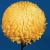 Chrysanthemum 'Yellow John Hughes'