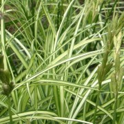  (23/05/2018) Carex muskingumensis 'Ice Fountains' added by Shoot)
