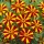  (23/05/2018) Tagetes patula 'Jolly Jester' added by Shoot)