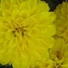 Chrysanthemum 'Yellow Fairie'