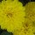Chrysanthemum 'Yellow Pom Pom' Added by Rob Talbot