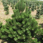  (24/05/2018) Pinus nigra 'Oregon Green' added by Shoot)