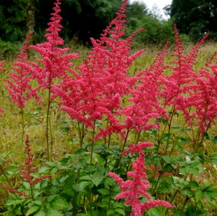Astilbe 'Alive and Kicking'