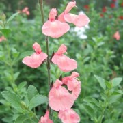  (11/06/2018) Salvia 'Ribambelle' added by Shoot)