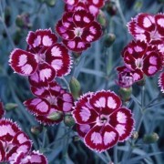  (11/06/2018) Dianthus 'Night Star' added by Shoot)