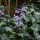  (12/06/2018) Plectranthus 'Mona Lavender' added by Shoot)