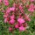  (12/06/2018) Salvia 'Flamenco Rose' (Suncrest Series) added by Shoot)