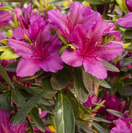 Rhododendron 'Girard's Fuchsia'