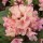  (13/06/2018) Rhododendron 'Hachmann's Brasilia' added by Shoot)