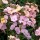  (18/06/2018) Erysimum 'Pastel Patchwork' added by Shoot)