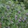  (18/06/2018) Calamintha grandiflora 'Elfin Purple' added by Shoot)