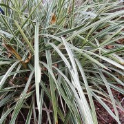  (18/06/2018) Ophiopogon japonicus 'Variegatus' added by Shoot)