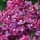  (19/06/2018) Nemesia 'Bordeaux' added by Shoot)