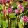  (20/06/2018) Bergenia 'Admiral' added by Shoot)