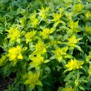  (20/06/2018) Euphorbia epithymoides 'Major' added by Shoot)