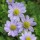  (20/06/2018) Anemone obtusiloba 'Large Blue' added by Shoot)