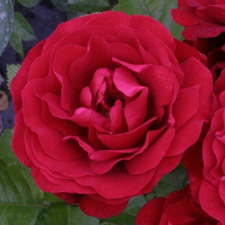 Rosa 'Trefoil Rose'