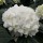  (20/06/2018) Hydrangea macrophylla 'Caline' added by Shoot)
