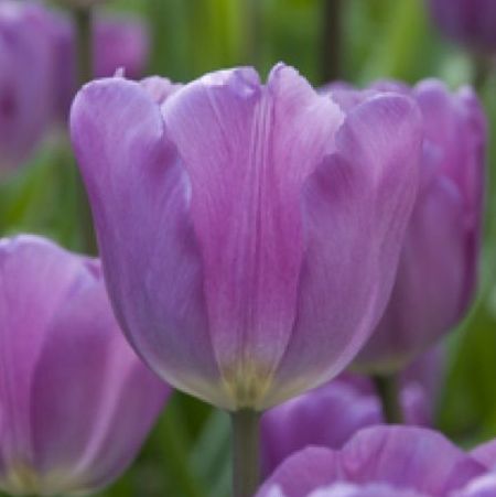 Tulipa 'Magic Lavender' 