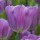  (21/06/2018) Tulipa 'Magic Lavender'  added by Shoot)