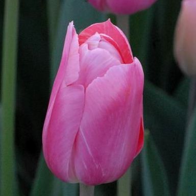 Tulipa 'Survivor'