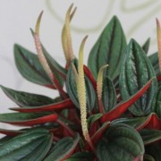  (21/06/2018) Peperomia caperata 'Rosso' added by Shoot)