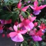  (25/06/2018) Fuchsia 'Colourful Bells' added by Shoot)