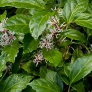  (25/06/2018) Pachysandra axillaris 'Crug's Cover' added by Shoot)