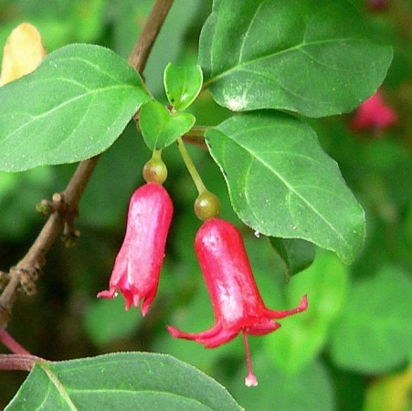 Fuchsia michoacanensis