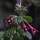  (25/06/2018) Fuchsia nigricans added by Shoot)