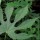  (26/06/2018) Fatsia polycarpa deeply cut leaf added by Shoot)