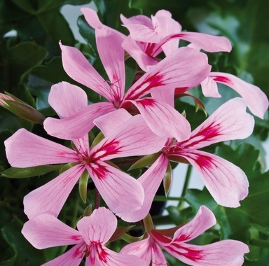 Pelargonium 'Grandeur Butterfly Pink'