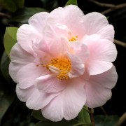  (27/06/2018) Camellia 'Felice Harris' added by Shoot)
