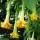  (27/06/2018) Brugmansia 'Wiehler Gold' added by Shoot)