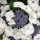  (27/06/2018) Hydrangea macrophylla 'Koria' added by Shoot)