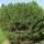  (02/07/2018) Pinus densiflora 'Heavy Bud' added by Shoot)