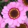  (03/07/2018) Argyranthemum 'Grandaisy Pink Halo' added by Shoot)