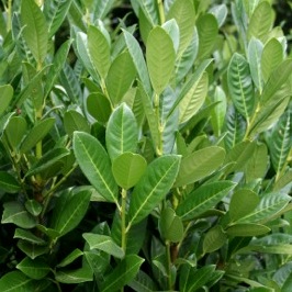 Prunus laurocerasus 'Greentorch'