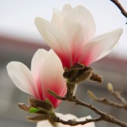  (04/07/2018) Magnolia 'New Pink' added by Shoot)