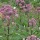  (05/07/2018) Eupatorium maculatum (Atropurpureum Group) 'Orchard Dene' added by Shoot)
