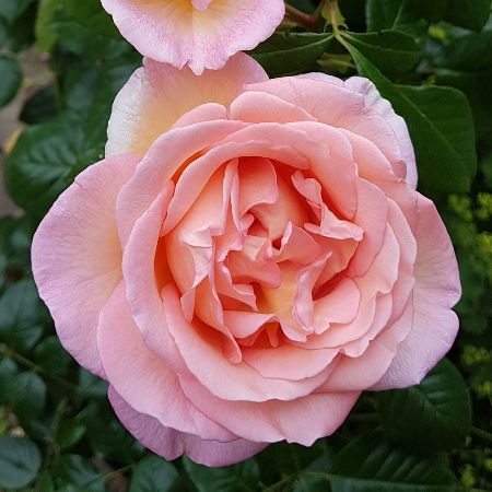 Rosa 'Sweet Syrie'